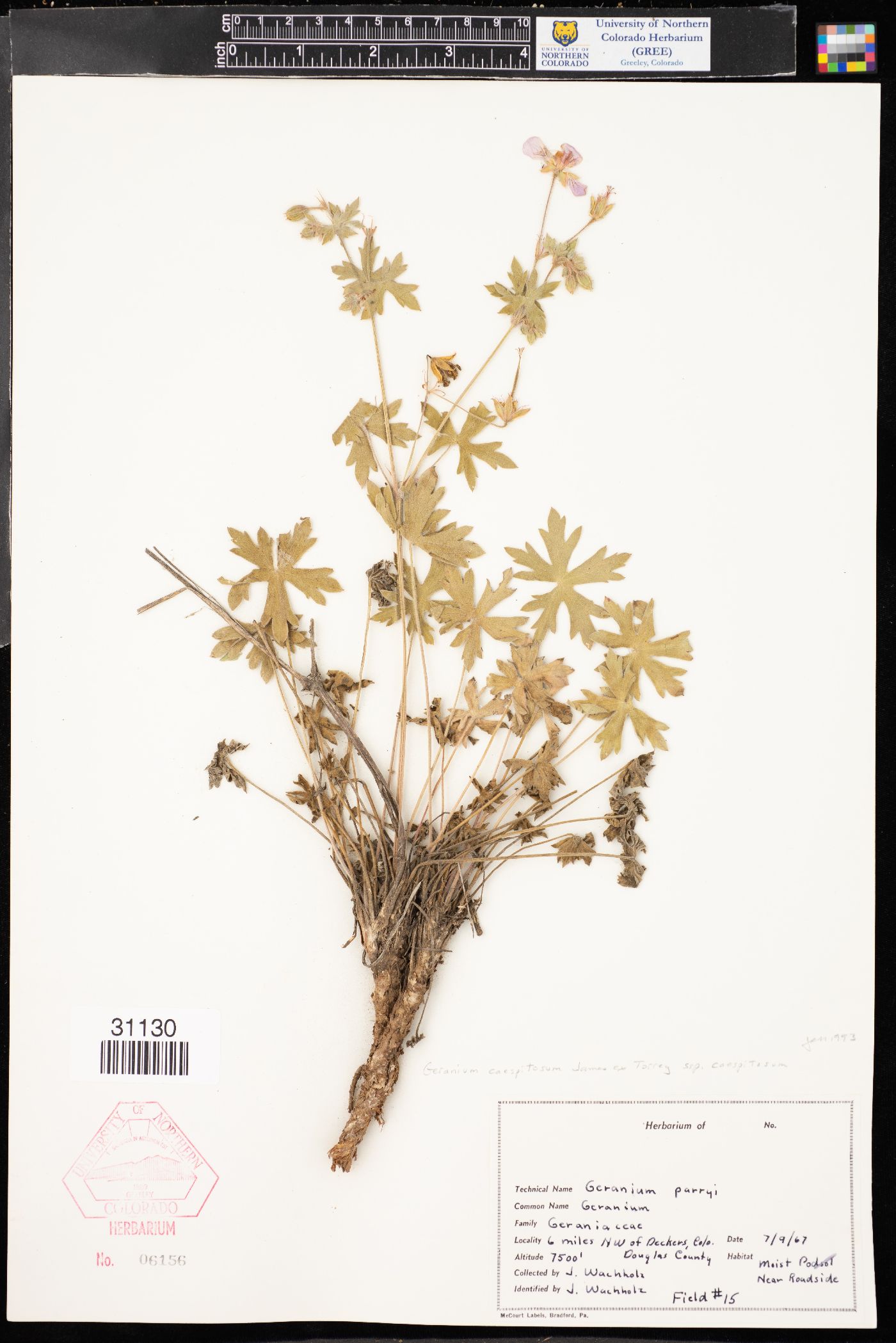 Geranium caespitosum var. caespitosum image