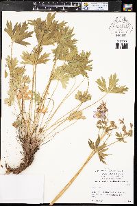 Geranium caespitosum var. caespitosum image