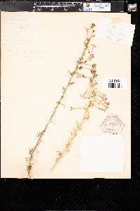 Gilia candida image