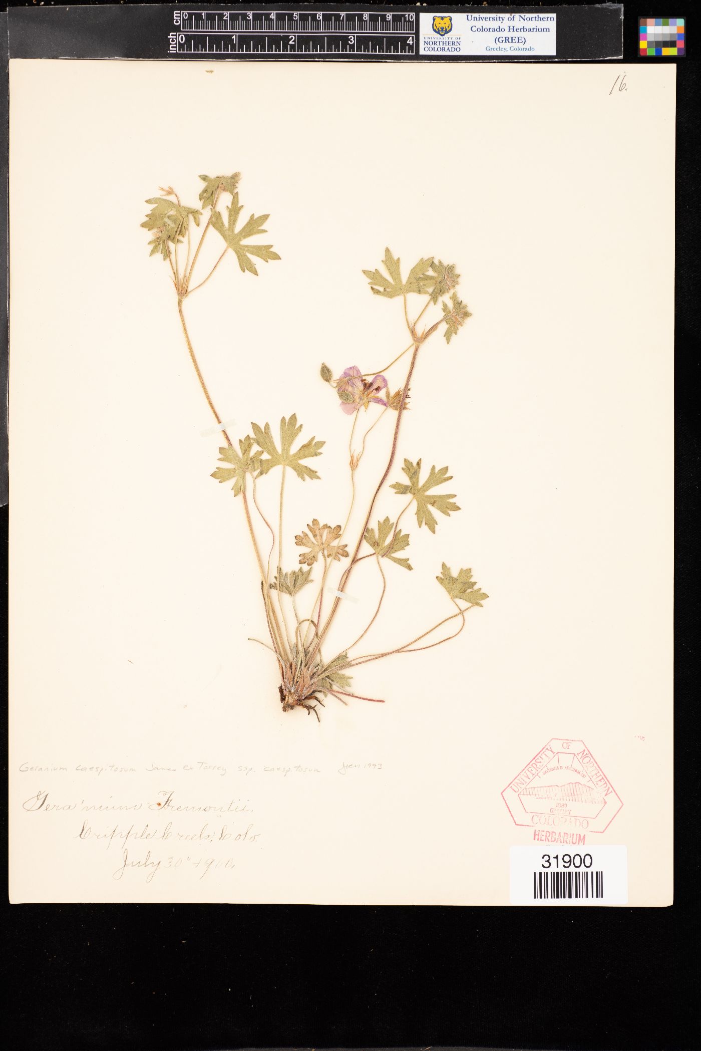 Geranium caespitosum var. caespitosum image