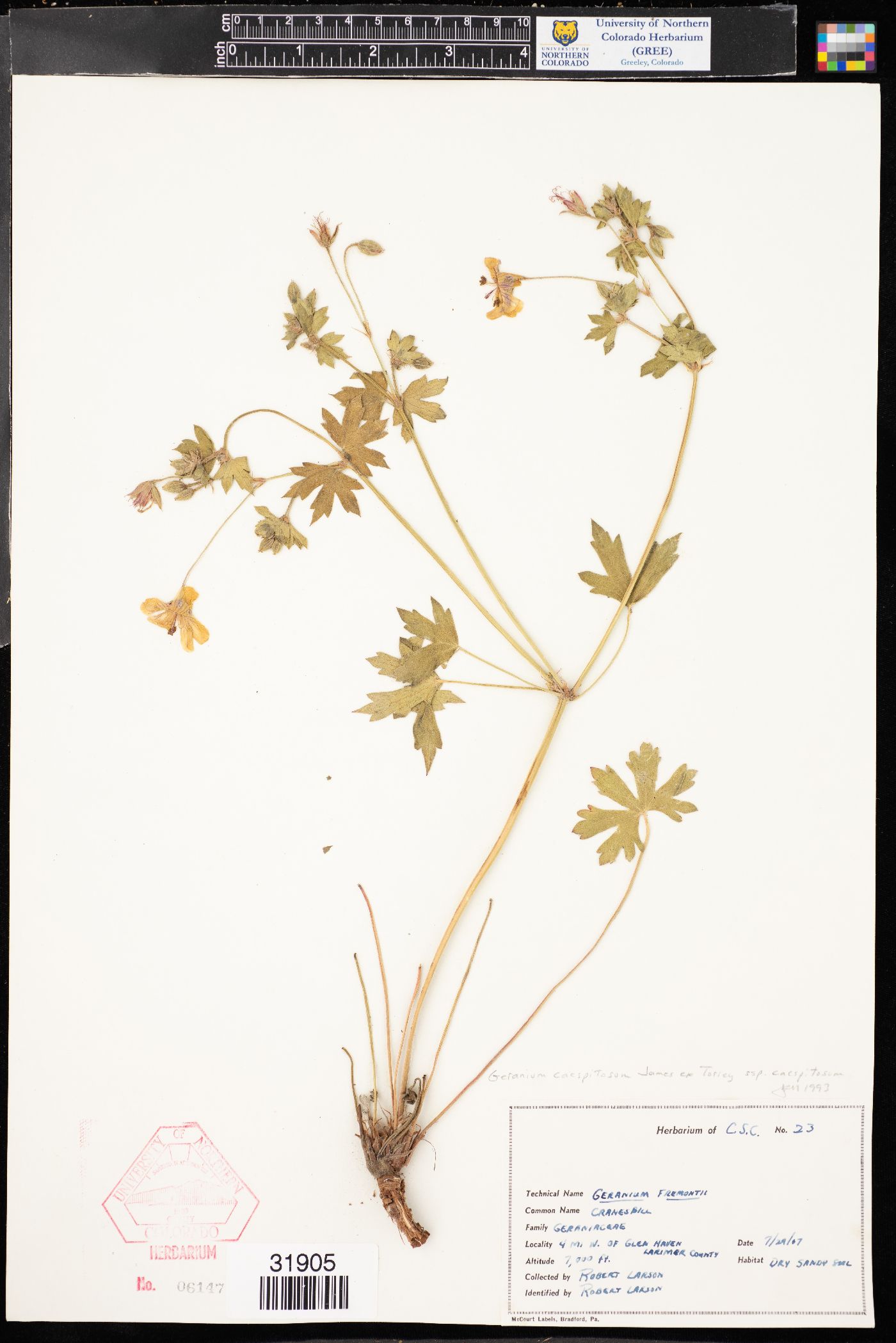 Geranium caespitosum var. caespitosum image