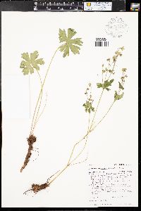 Geranium richardsonii image