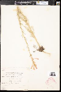 Ipomopsis aggregata image