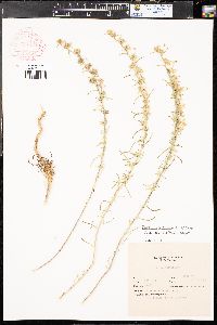 Ipomopsis multiflora image