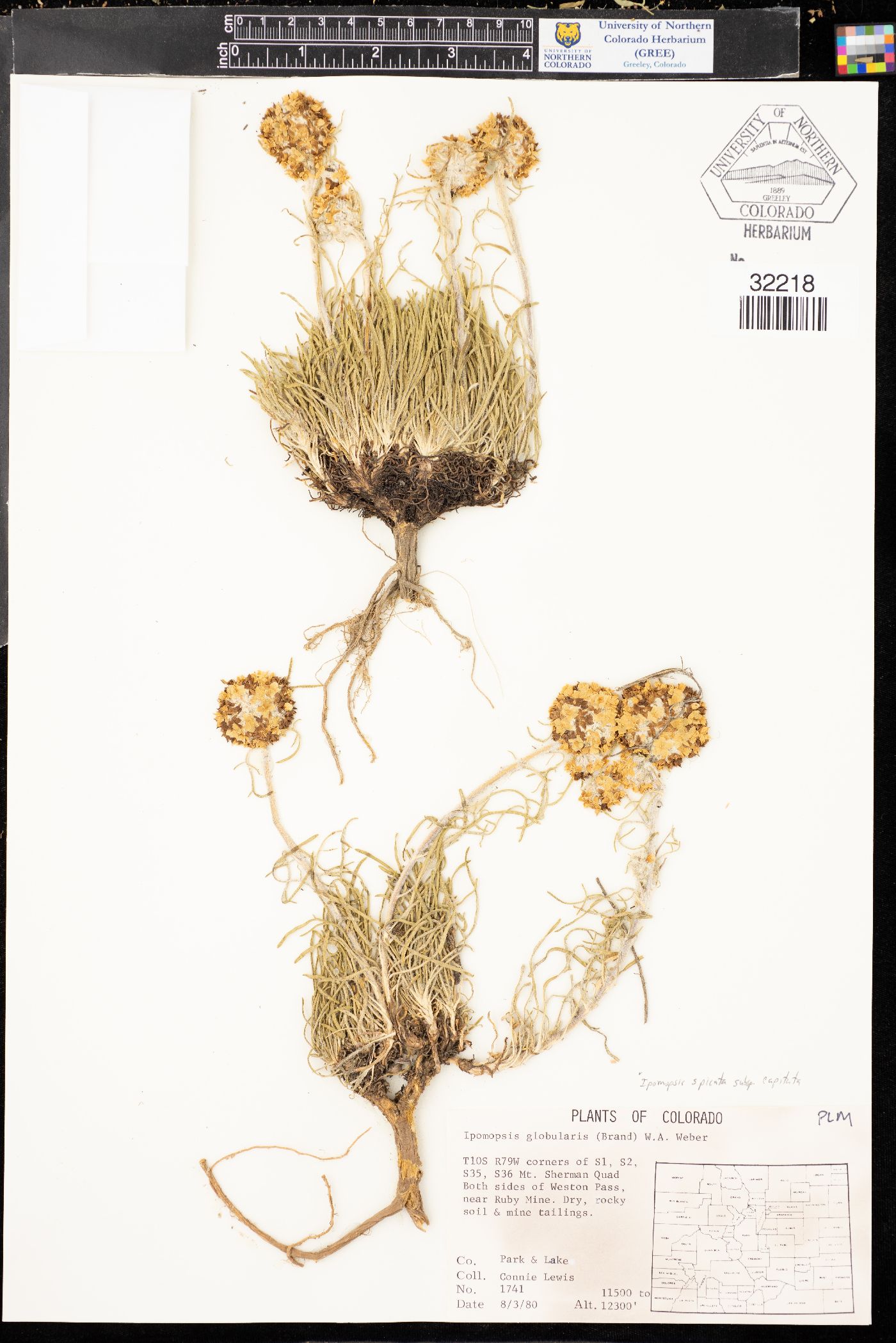 Ipomopsis spicata subsp. capitata image