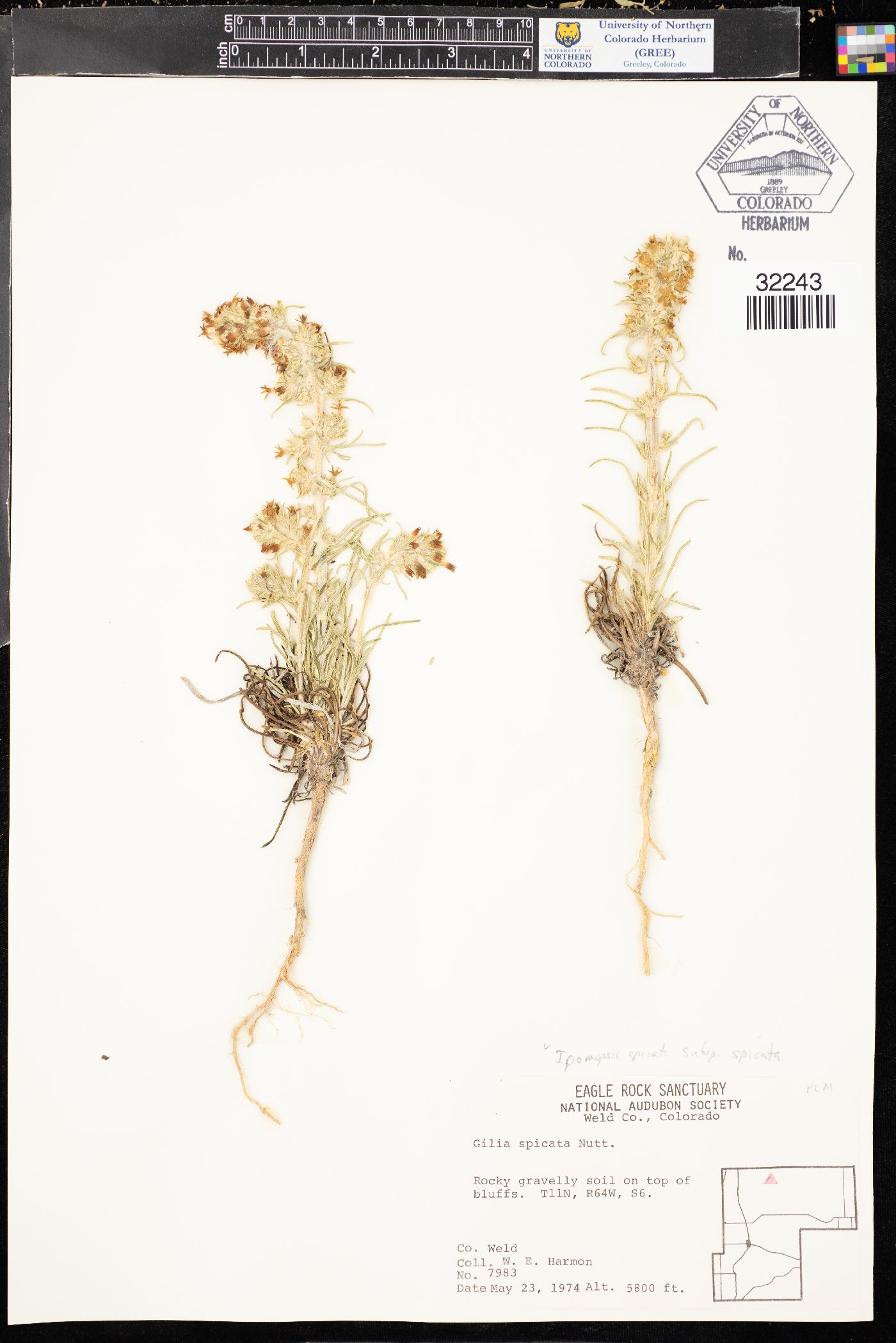 Ipomopsis spicata subsp. spicata image