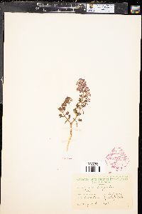 Syringa vulgaris image