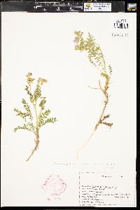 Polemonium pulcherrimum subsp. delicatum image