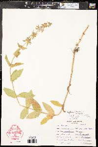 Teucrium canadense var. occidentale image