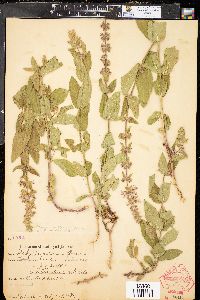 Stachys pilosa image