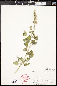 Nepeta cataria image