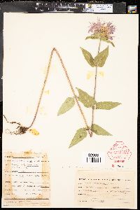 Monarda fistulosa var. menthifolia image