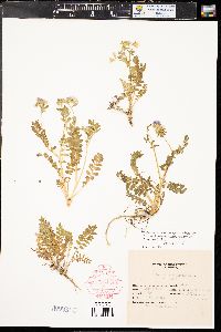 Polemonium pulcherrimum image