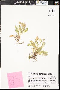 Polemonium pulcherrimum subsp. delicatum image