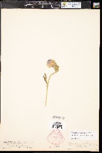 Polemonium viscosum image