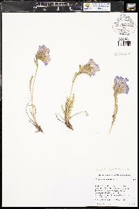 Polemonium viscosum image