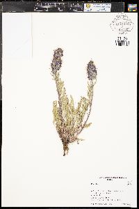 Phacelia sericea image
