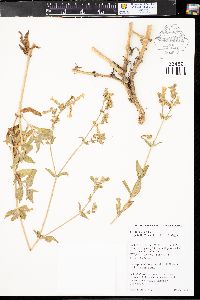 Silene scouleri subsp. hallii image