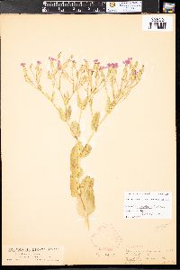 Vaccaria hispanica image
