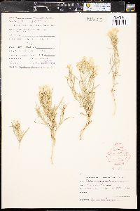 Phlox longifolia image