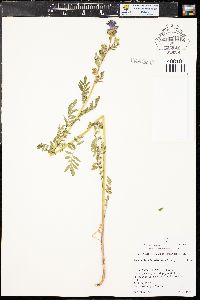 Polemonium foliosissimum image