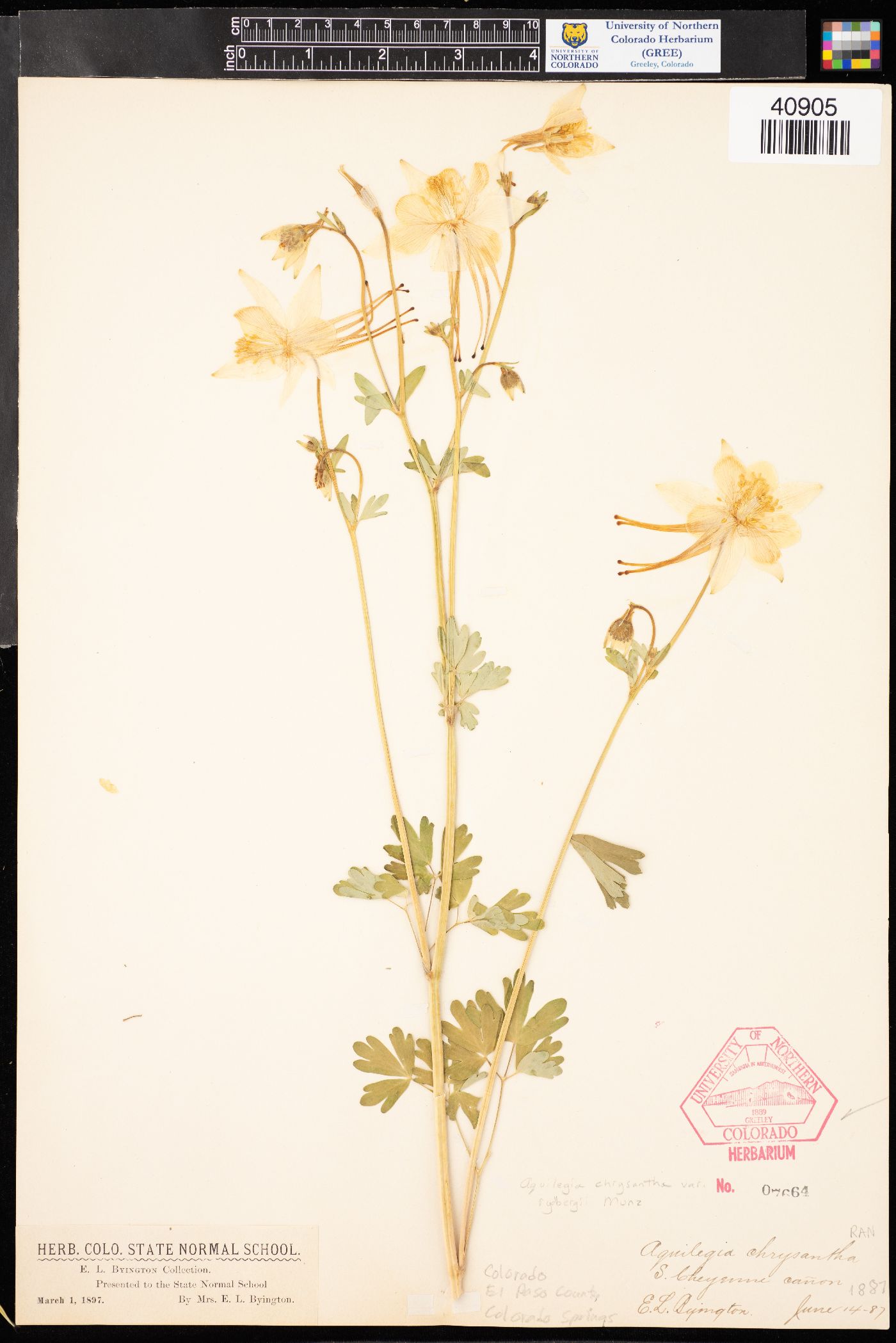 Aquilegia chrysantha var. rydbergii image