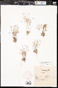 Androsace septentrionalis image