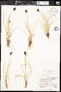 Carex atrata image