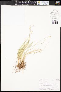 Carex vallicola var. vallicola image
