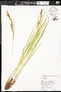 Carex vesicaria image