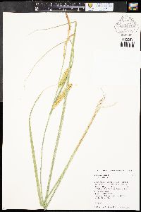 Carex vesicaria var. vesicaria image