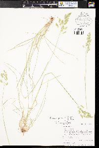 Poa pratensis subsp. pratensis image