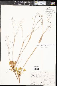 Camissonia breviflora image