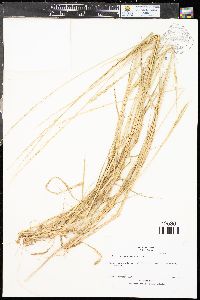 Eriochloa contracta image