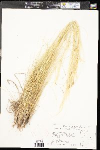 Hesperostipa neomexicana image