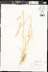 Hordeum vulgare image