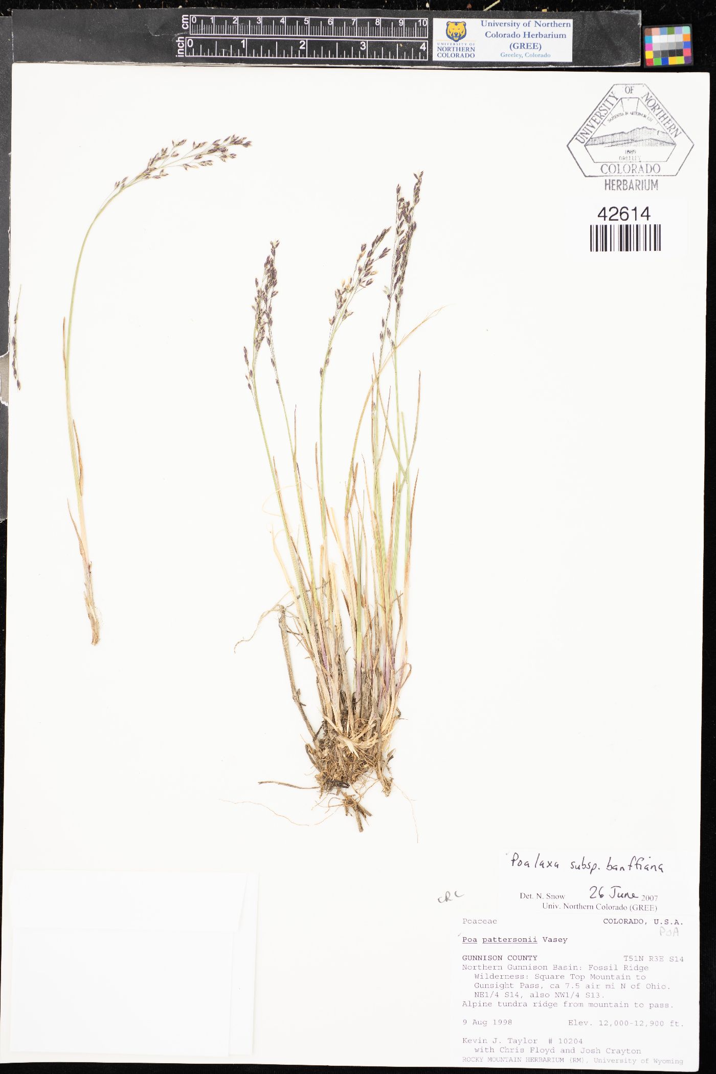 Poa laxa subsp. banffiana image