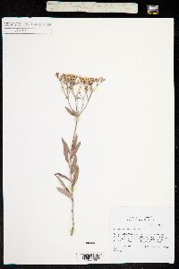 Eriogonum maculatum image