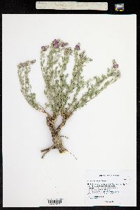 Dalea purpurea image