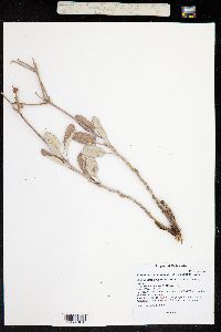 Eriogonum corymbosum var. velutinum image