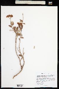 Eriogonum corymbosum var. orbiculatum image