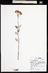 Eriogonum corymbosum var. orbiculatum image