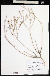 Eriogonum lonchophyllum image