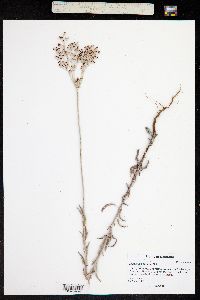 Eriogonum annuum image