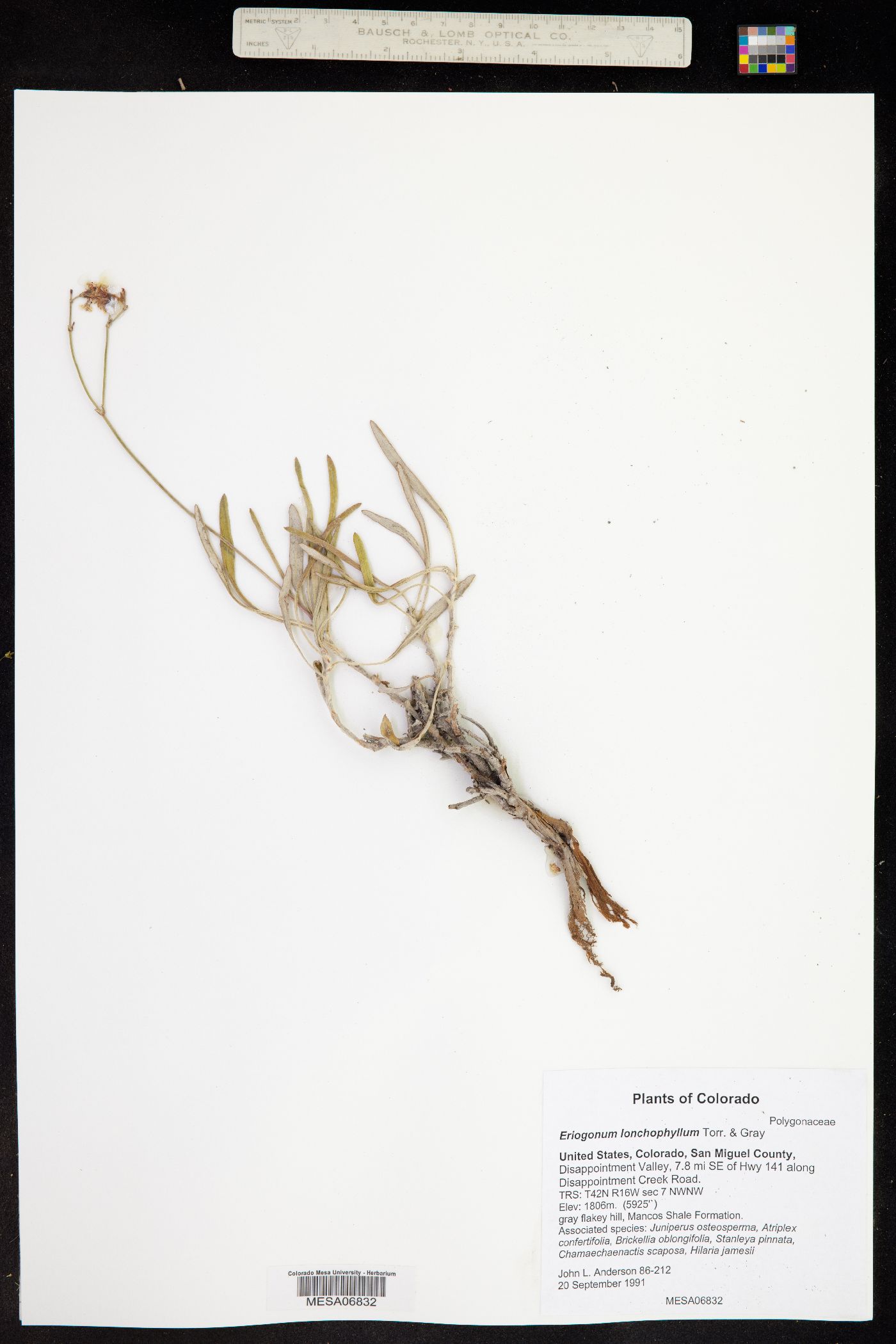 Eriogonum lonchophyllum image