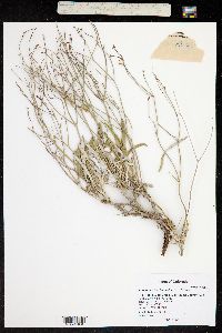 Eriogonum lonchophyllum image