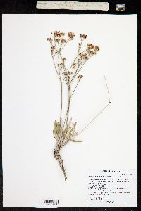 Eriogonum lonchophyllum image