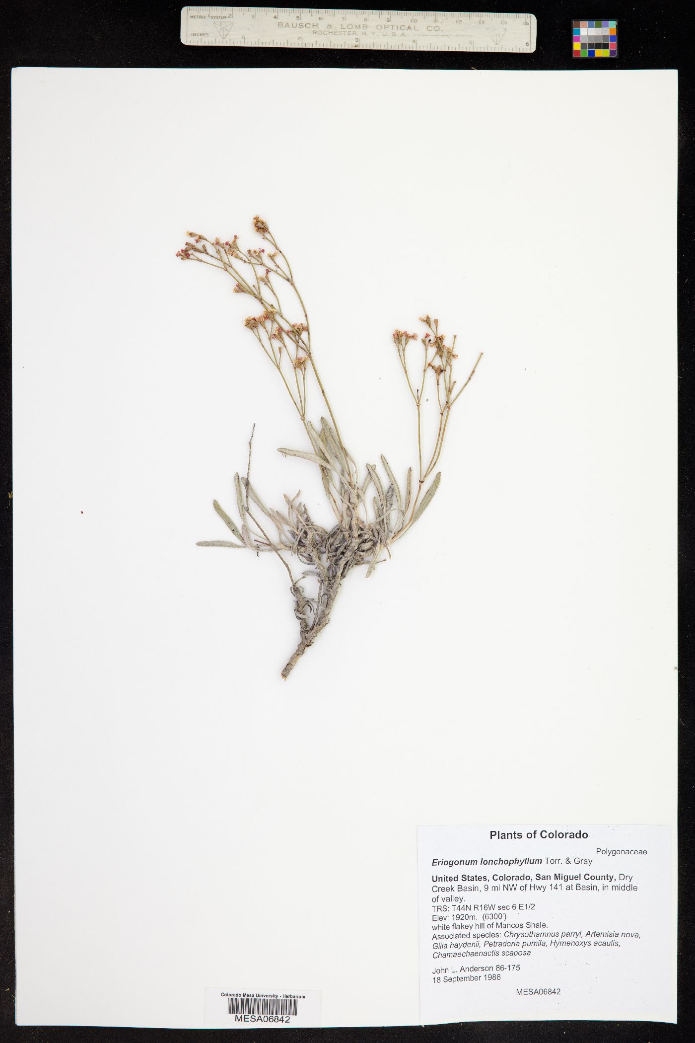 Eriogonum lonchophyllum image