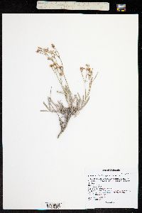 Eriogonum lonchophyllum image