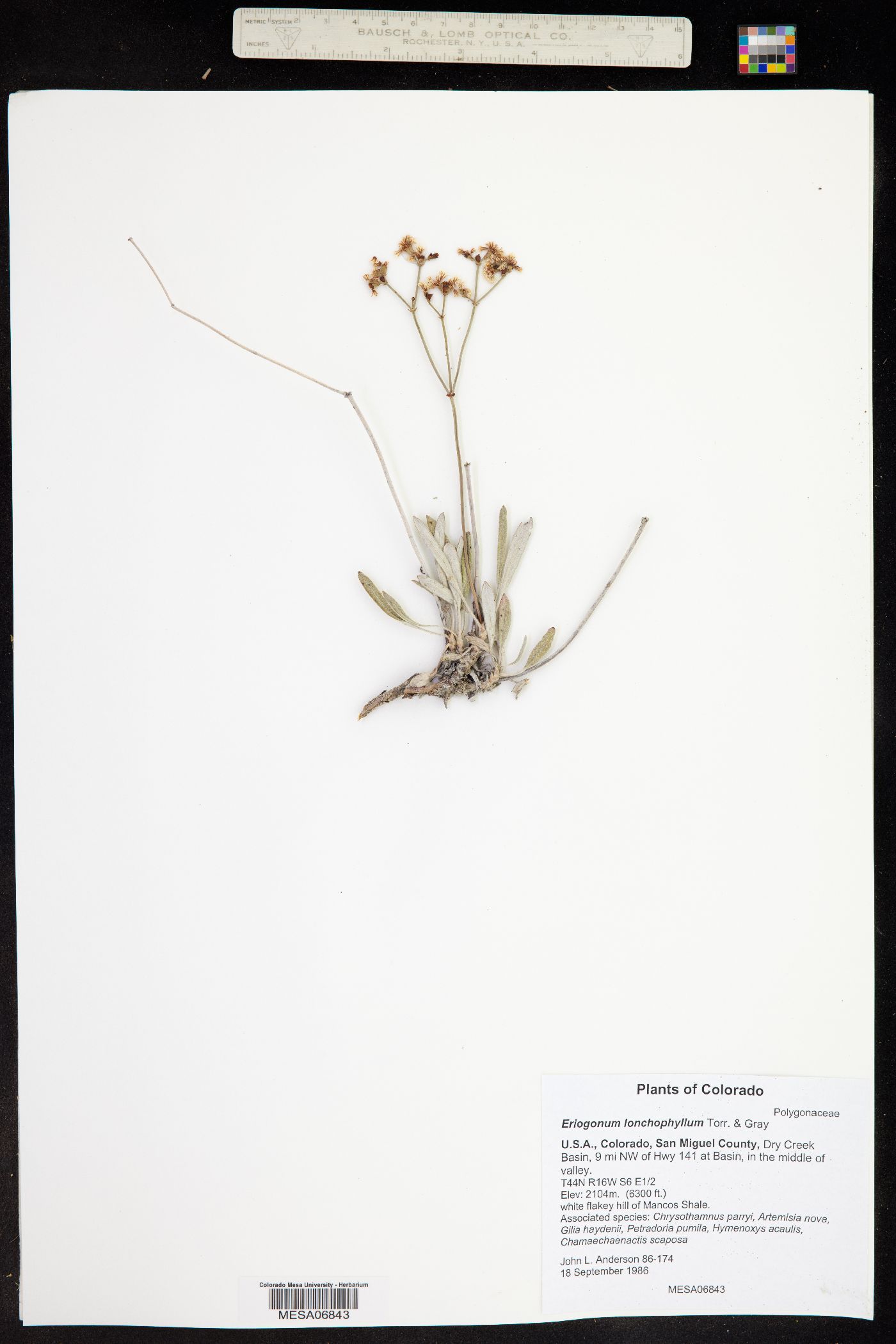 Eriogonum lonchophyllum image